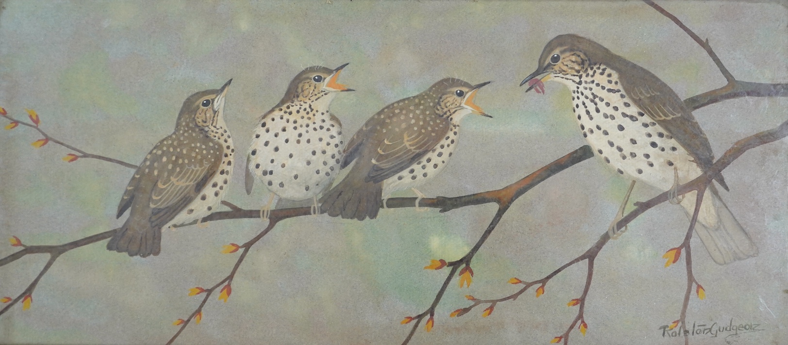 Ralston Gudgeon (Scottish, 1910-1984), watercolour, Study of four Thrushes on a branch, signed, 22 x 50cm. Condition - poor to fair
